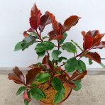  Červienka Fraserova (Photinia × fraseri) ‘MAGICAL VOLCANO’® - výška 20-30, kont. C2L